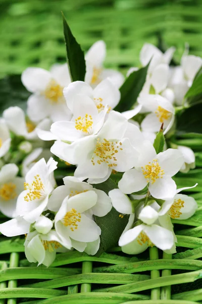 Jasmin bloemen — Stockfoto