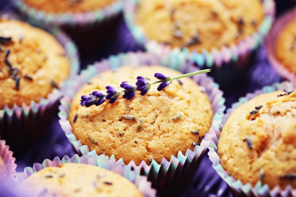 Lavender muffins — Stock Photo, Image