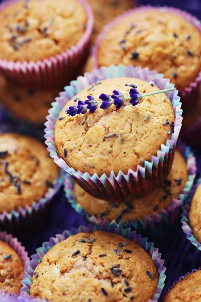 Lavendel muffins — Stockfoto