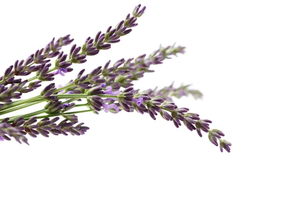 Flores de lavanda — Fotografia de Stock