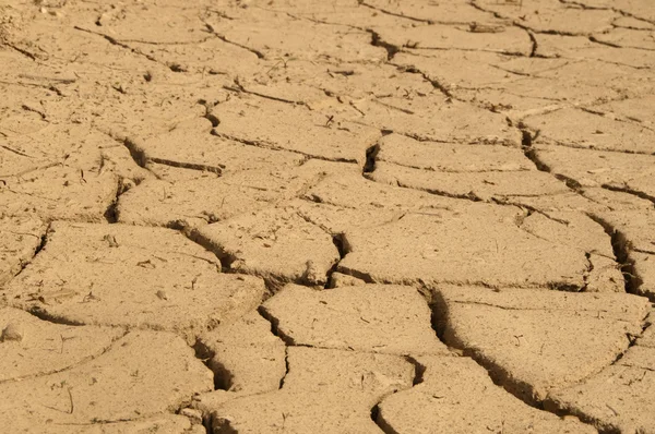 Dry ground texture — Stock Photo, Image