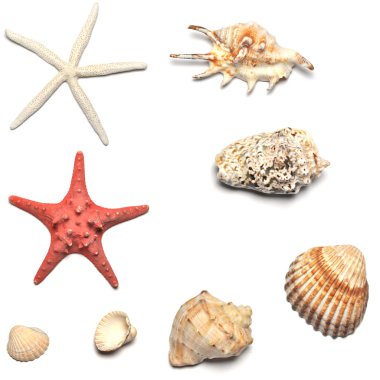 kabukları ve starfishes koleksiyonları