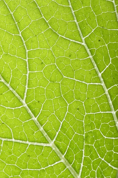 stock image Texture of leaf