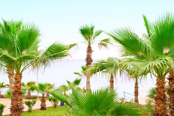 stock image Palm Trees with Blue Sea