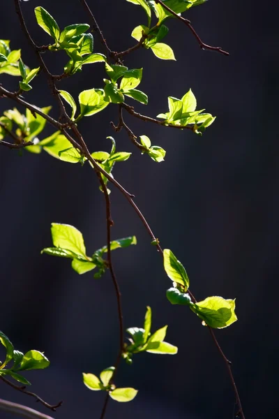 美しい緑の葉の背景 — ストック写真