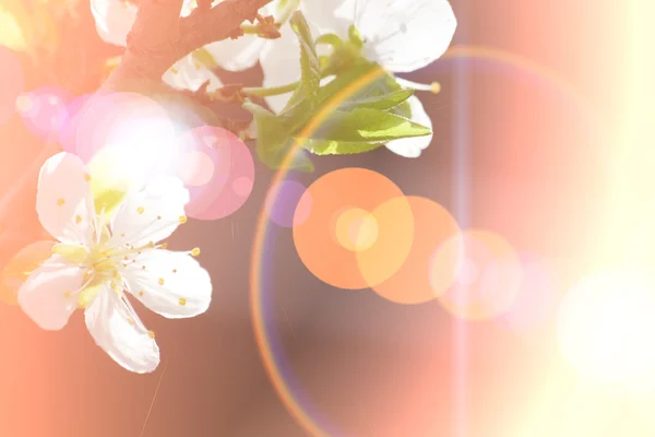カラー フィルターで作られた抽象的な桜の花の背景 — ストック写真