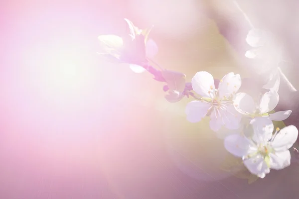Абстрактный цветочный фон. цветы с цветными фильтрами — стоковое фото