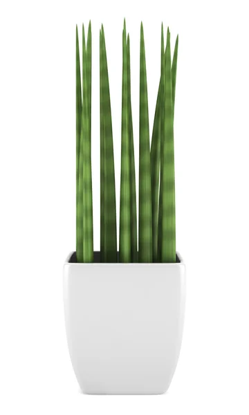 白い背景で隔離の鍋で装飾的な室内用植物 — ストック写真