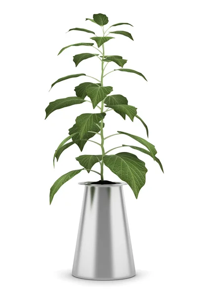 白い背景で隔離の鍋で装飾的な植物 — ストック写真
