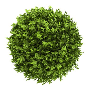 Top view of dwarf english boxwood isolated on white background clipart