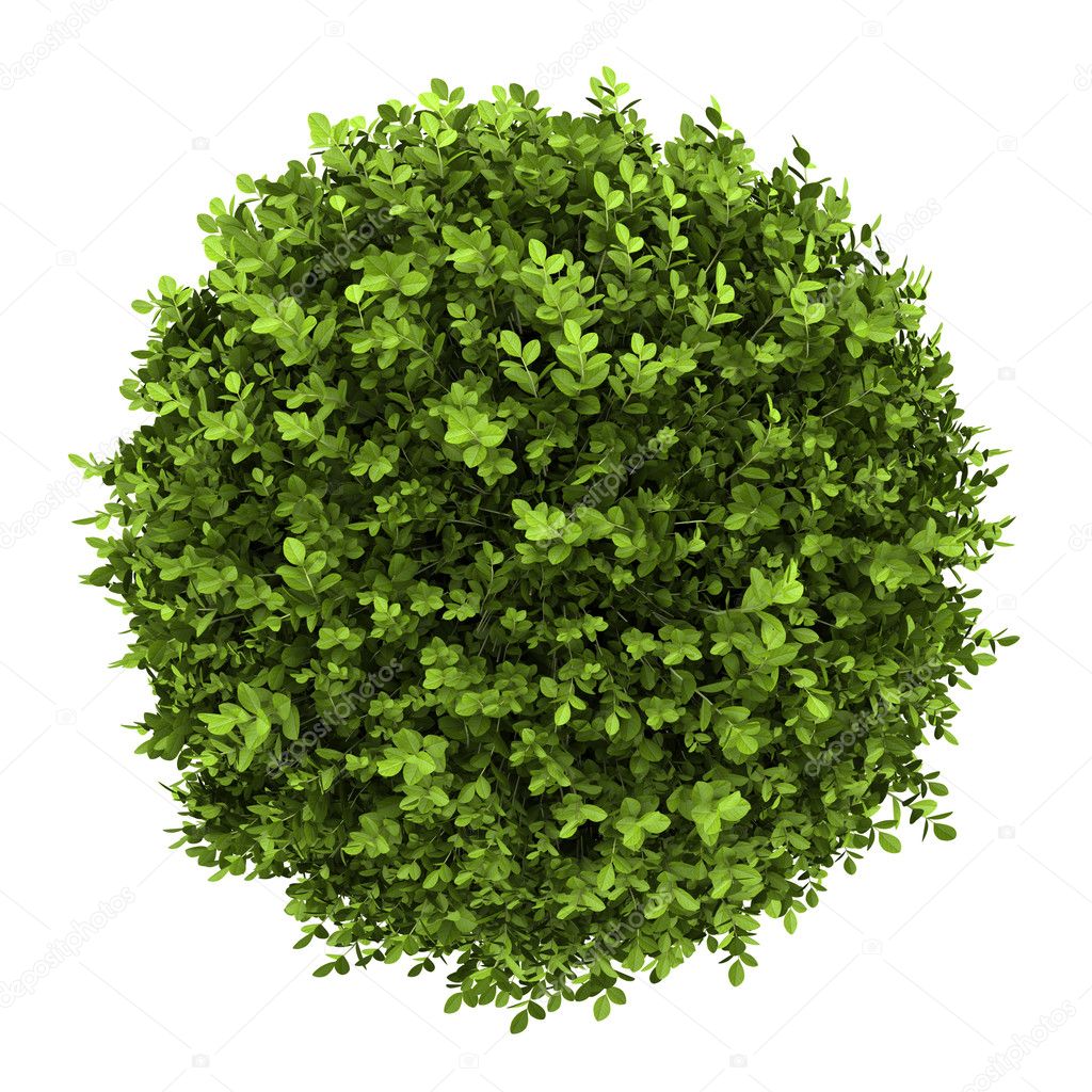 Top view of dwarf english boxwood isolated on white background
