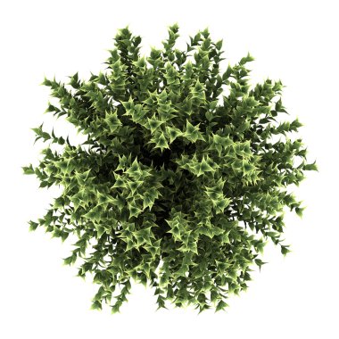 Top view of red-barked dogwood bush isolated on white background clipart
