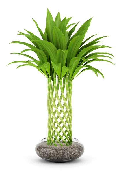 Planta de bambu em vaso isolado sobre fundo branco — Fotografia de Stock