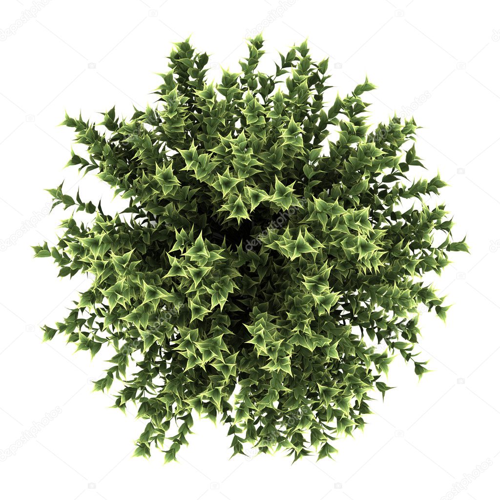 Top view of red-barked dogwood bush isolated on white background