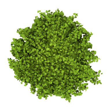 Top view of common hornbeam bush isolated on white background clipart