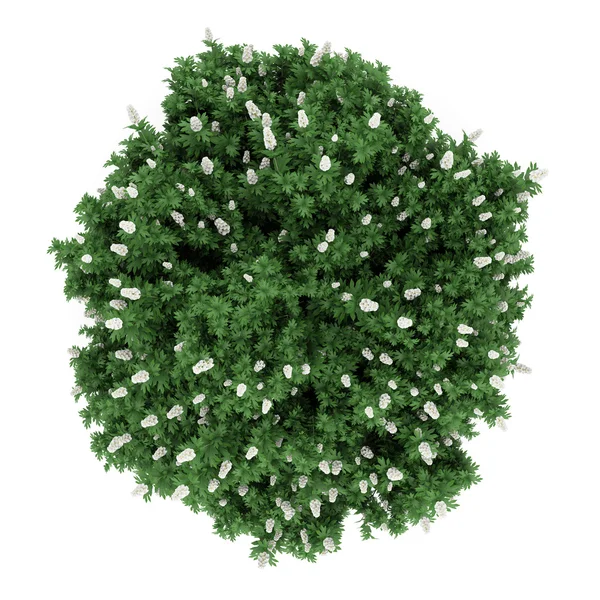 Üstten Görünüm oakleaf ortanca bush beyaz zemin üzerine izole — Stok fotoğraf