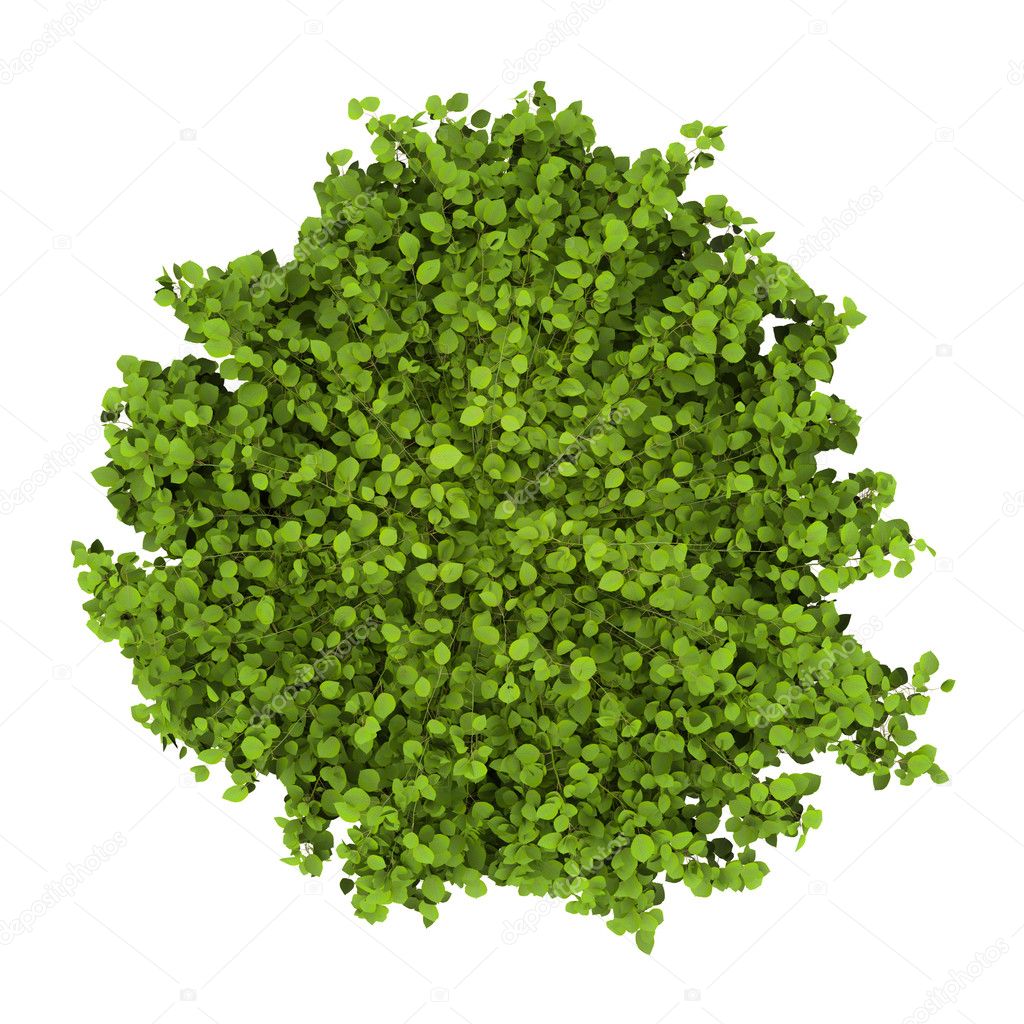 Top view of common hornbeam bush isolated on white background