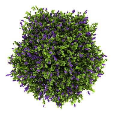 Top view of lilac flowers bush isolated on white background clipart