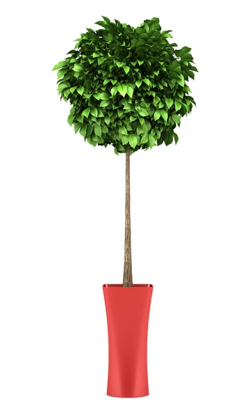 Decoratieve ronde boom in rode pot geïsoleerd op witte achtergrond — Stockfoto