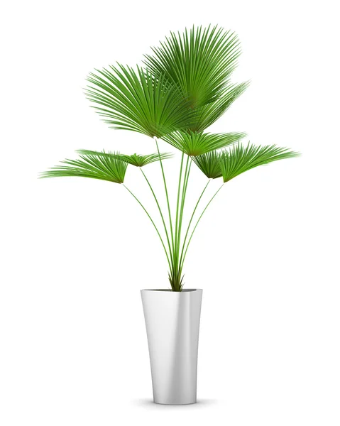 Palmboom in pot geïsoleerd op witte achtergrond — Stockfoto
