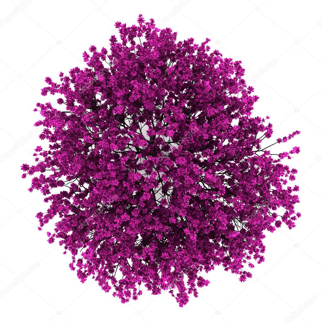 Top view of judas tree isolated on white background