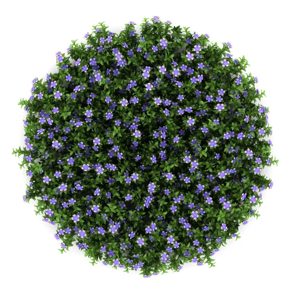 Draufsicht auf Zwerg-Immergrün-Blüten isoliert auf weißem Hintergrund — Stockfoto