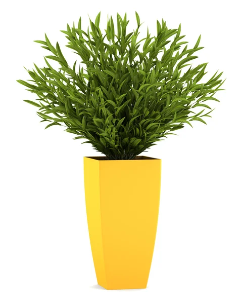 Pianta d'appartamento decorativa in vaso giallo isolato su sfondo bianco — Foto Stock