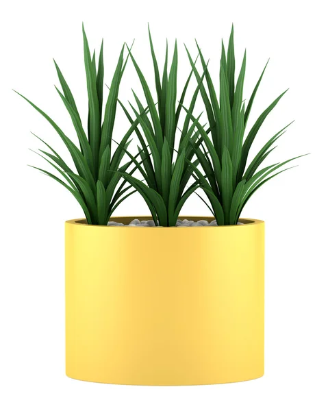 Planta decorativa em vaso amarelo isolado no fundo branco — Fotografia de Stock
