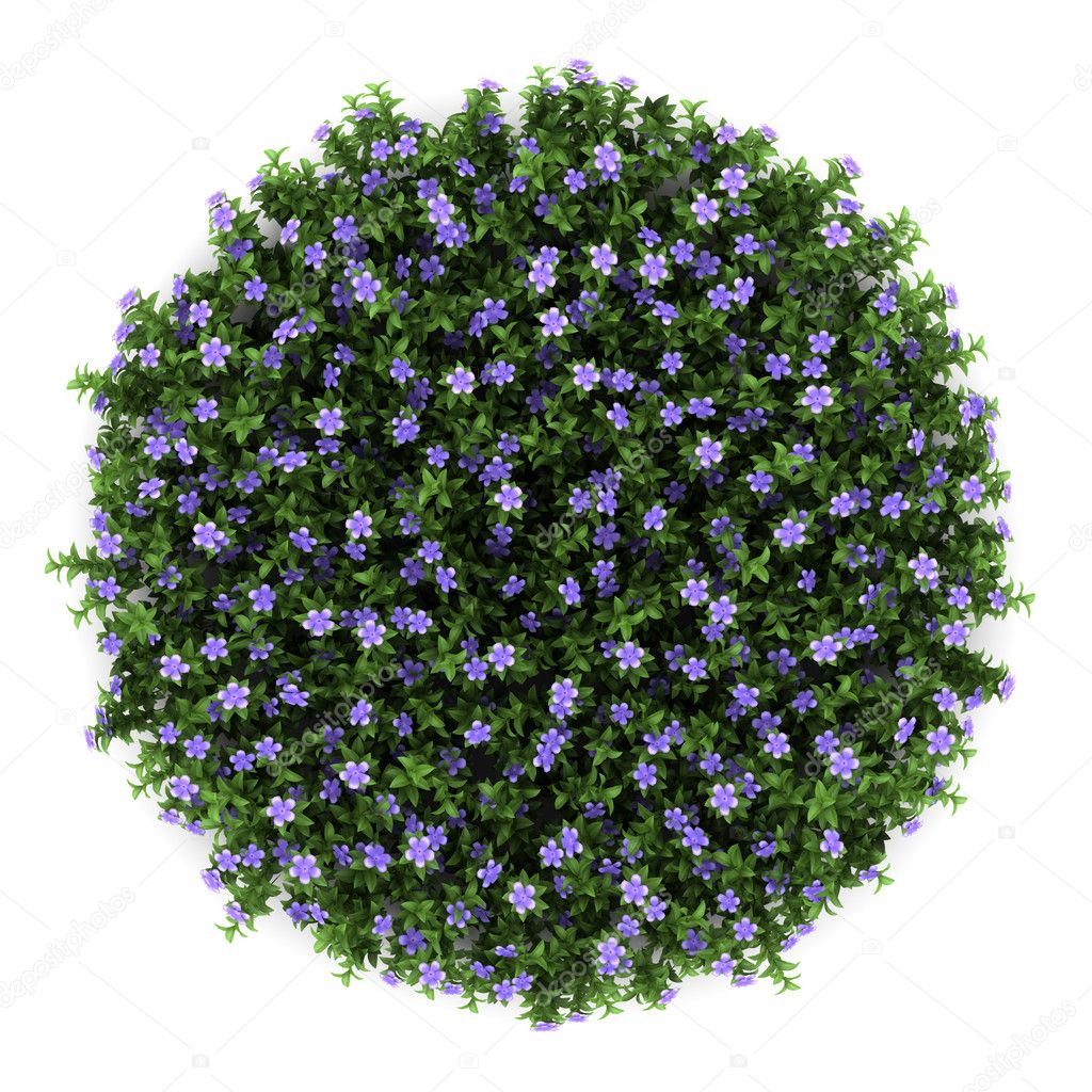 Top view of dwarf periwinkle flowers isolated on white background