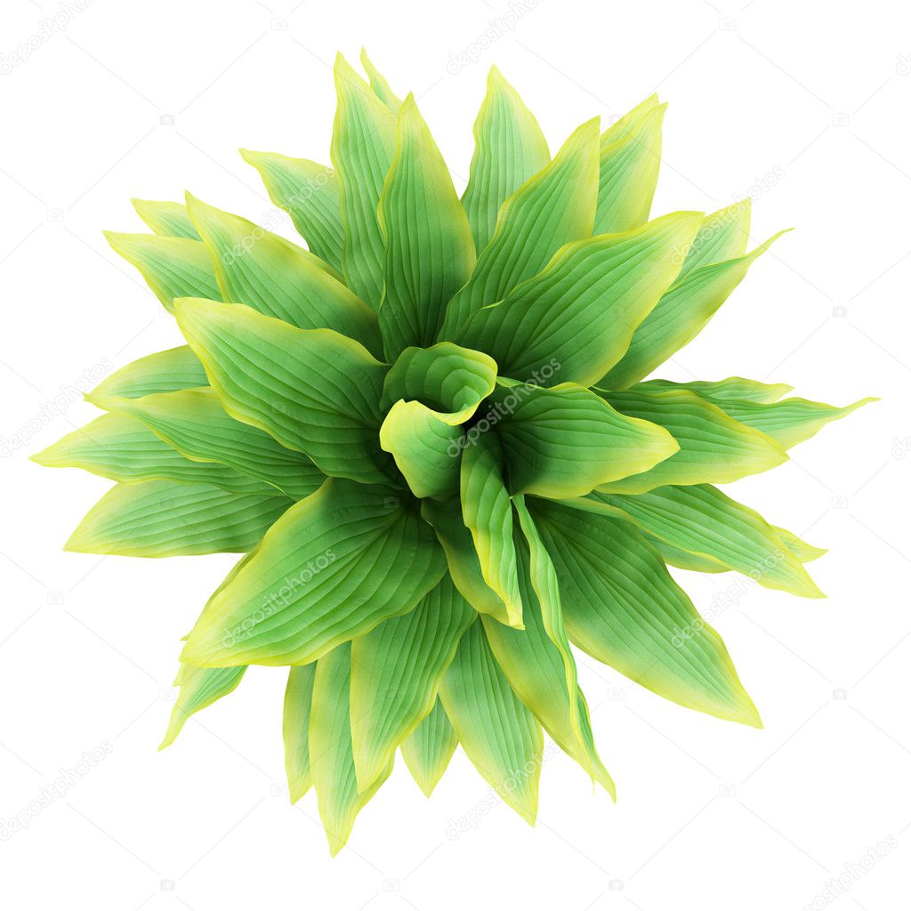 Top view of funkia bush isolated on white background