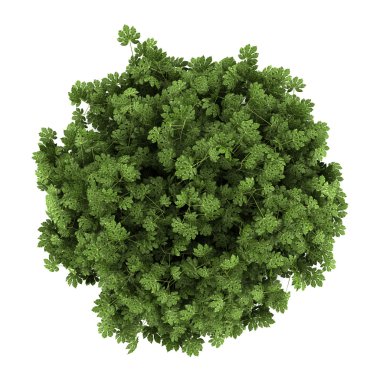 Top view of japanese aralia bush isolated on white background clipart