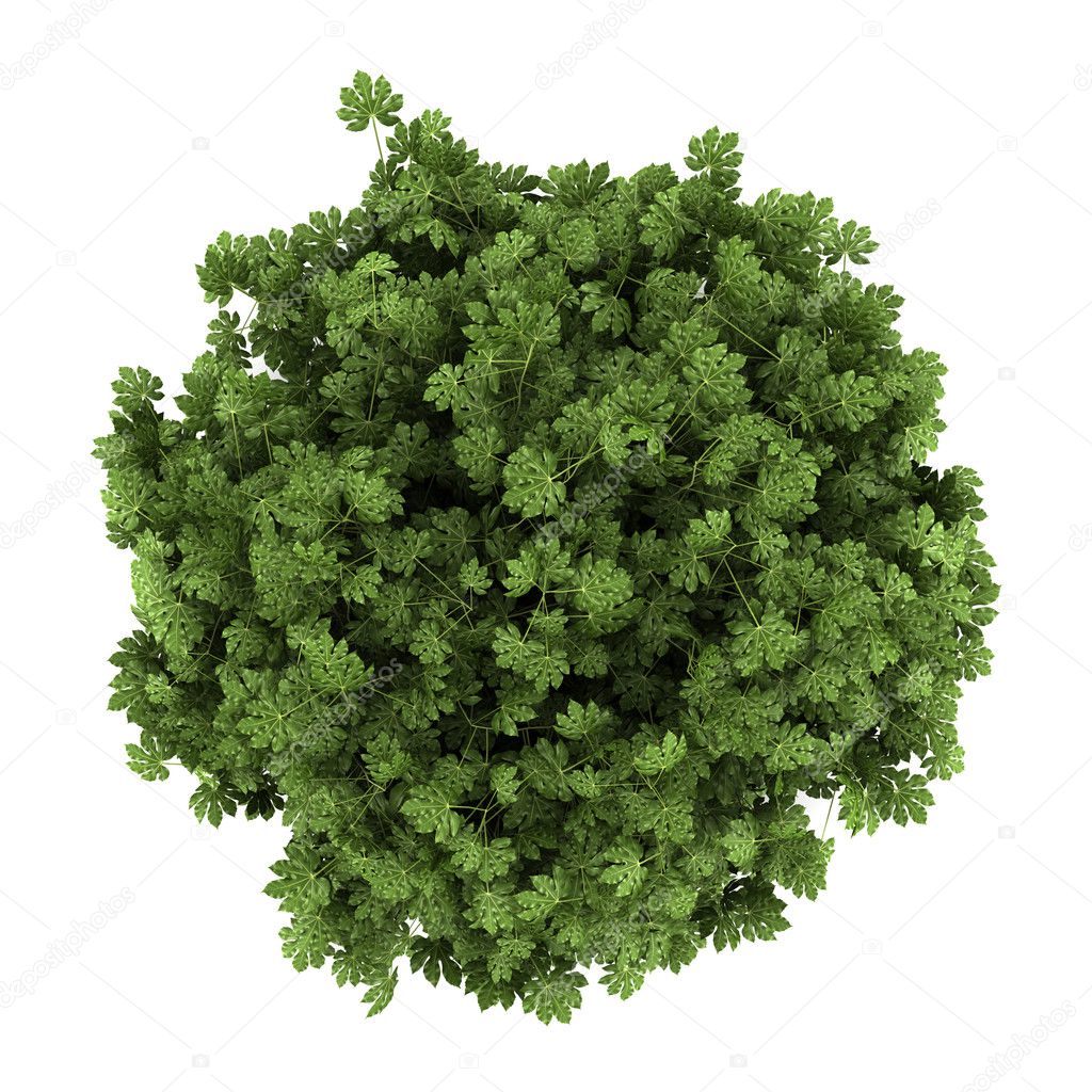 Top view of japanese aralia bush isolated on white background