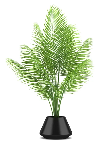 Palmeira em vaso preto isolado no fundo branco — Fotografia de Stock