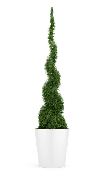 Thuja-Pflanze im Topf isoliert auf weißem Hintergrund — Stockfoto