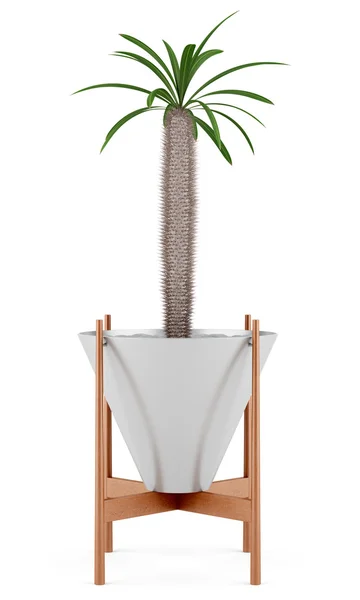 Planta de cactus en maceta aislada sobre fondo blanco —  Fotos de Stock