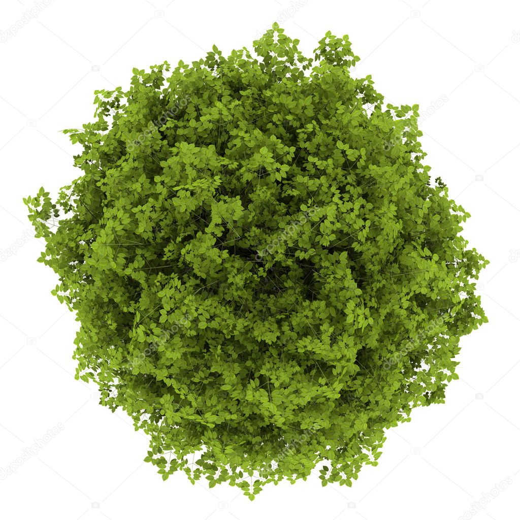 Top view of euonymus verrucosa bush isolated on white background