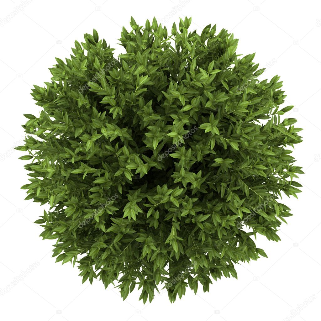 Top view of bay laurel bush isolated on white background