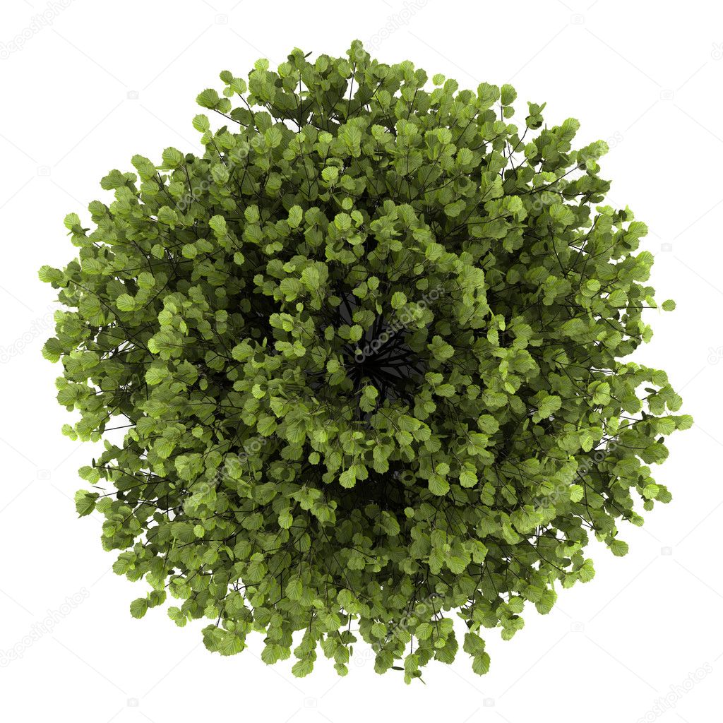 Top view of common hazel bush isolated on white background