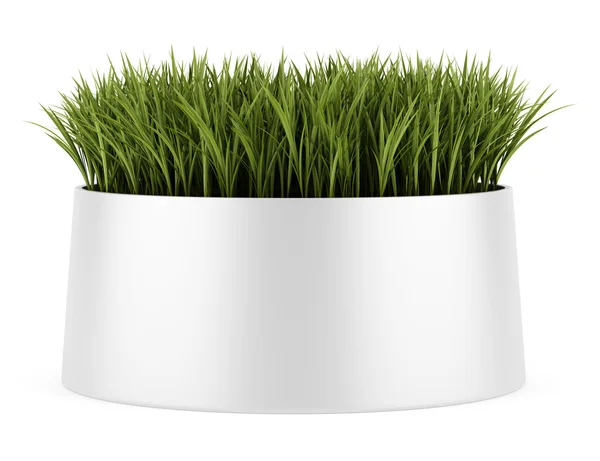 Decorative grass in pot isolated on white background — Stock Photo, Image