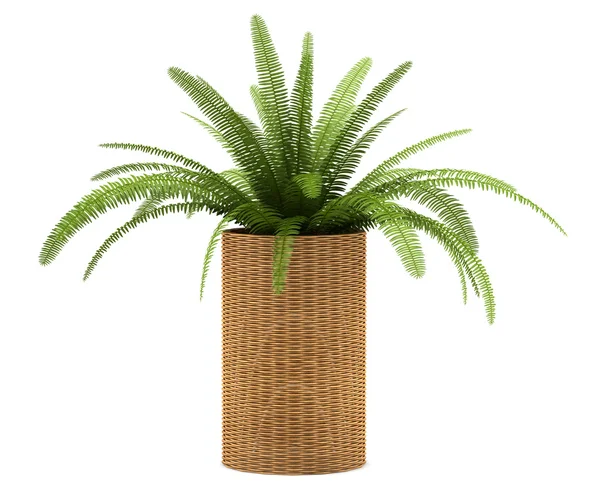 Fern plant in pot isolated on white background — Stock Photo, Image