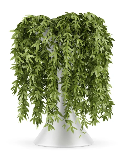 Decoratieve klimmen plant in pot geïsoleerd op witte achtergrond — Stockfoto