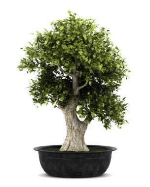 Bonsai bitki tencerede beyaz zemin üzerine izole