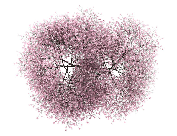 Top view of sour cherry tree isolated on white background