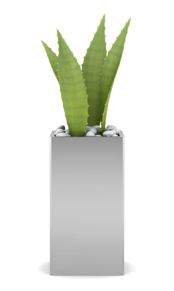 Aloesu w puli na białym tle — Zdjęcie stockowe