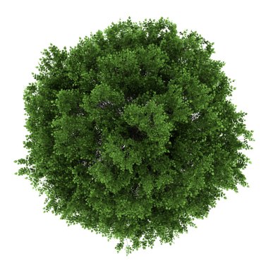 Top view of small-leaved lime tree isolated on white background