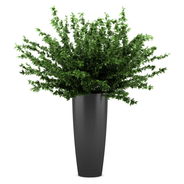 Decoratieve plant in zwarte pot geïsoleerd op witte achtergrond — Stockfoto