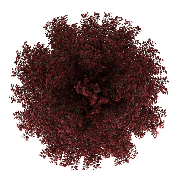Widok z góry drzewo klon czerwony na białym tle — Zdjęcie stockowe