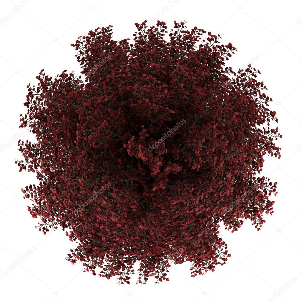 Top view of red maple tree isolated on white background