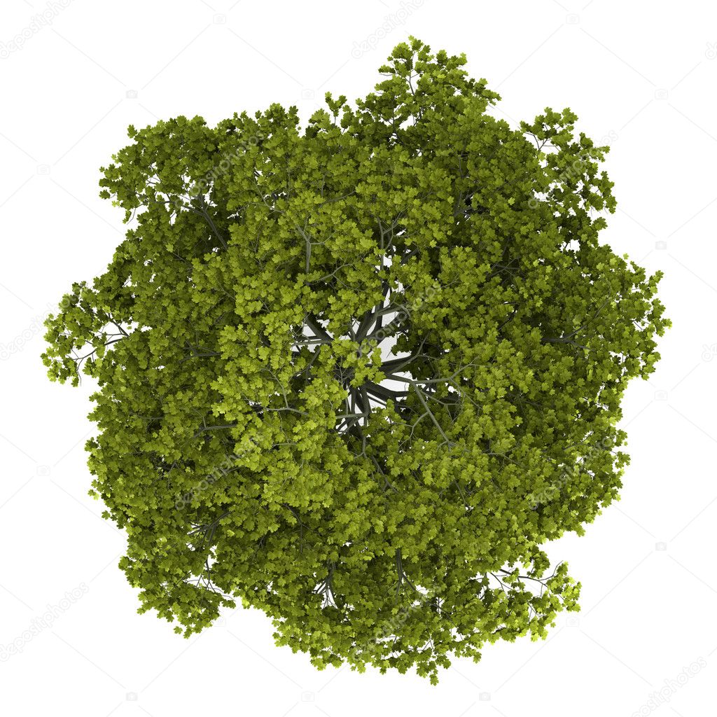 Top view of norway maple tree isolated on white background