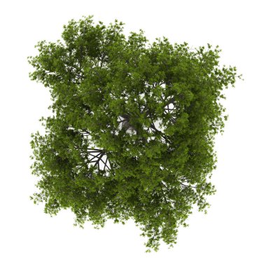 Top view of crack willow tree isolated on white background clipart